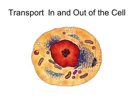 Transport In and Out of the Cell. How Diffusion Works A little video Video.