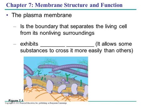Copyright © 2005 Pearson Education, Inc. publishing as Benjamin Cummings Chapter 7: Membrane Structure and Function The plasma membrane – Is the boundary.