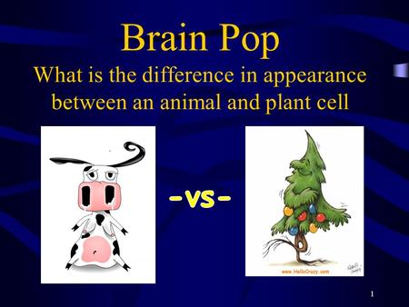 Brain Pop What is the difference in appearance between an animal and plant cell 1.