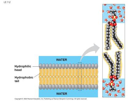 LE 7-2 Hydrophilic head Hydrophobic tail WATER. LE 7-3 Hydrophilic region of protein Hydrophobic region of protein Phospholipid bilayer.