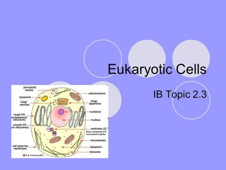 Eukaryotic Cells IB Topic 2.3. What is a eukaryotic cell? Algae Fungi Animals (like us!) Plants See figure 2.2 on page25  How does it compare to a prokaryotic.