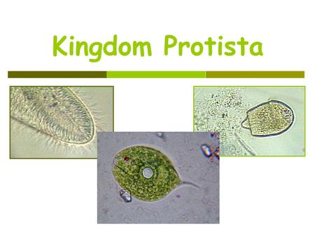 Kingdom Protista. September 12, 20122 Protists  most diverse kingdom  all eukaryotic  mostly unicellular aquatic organisms  asexual reproduction generally.