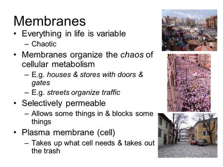 Membranes Everything in life is variable –Chaotic Membranes organize the chaos of cellular metabolism –E.g. houses & stores with doors & gates –E.g. streets.
