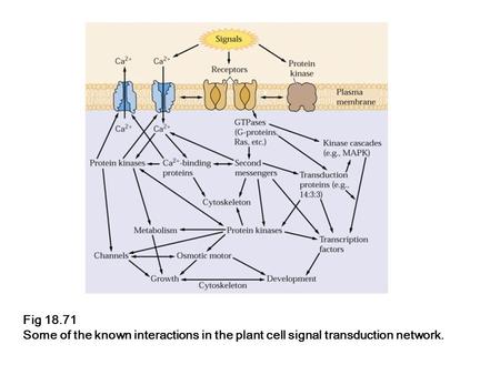 Fig 18.71 Some of the known interactions in the plant cell signal transduction network.