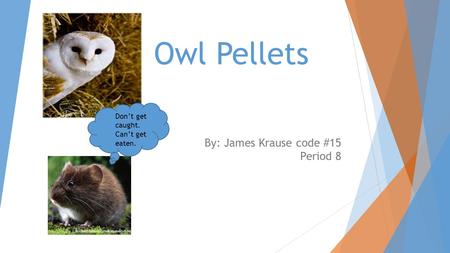 Owl Pellets By: James Krause code #15 Period 8 Don’t get caught. Can’t get eaten.