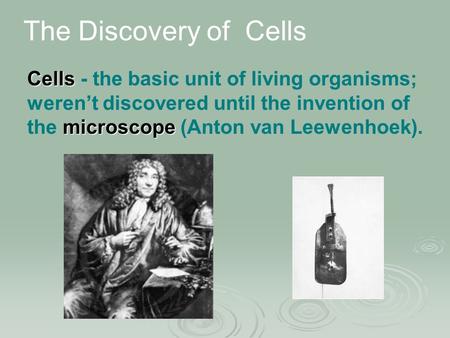 Cells - the basic unit of living organisms; weren’t discovered until the invention of the m mm microscope (Anton van Leewenhoek). The Discovery of Cells.