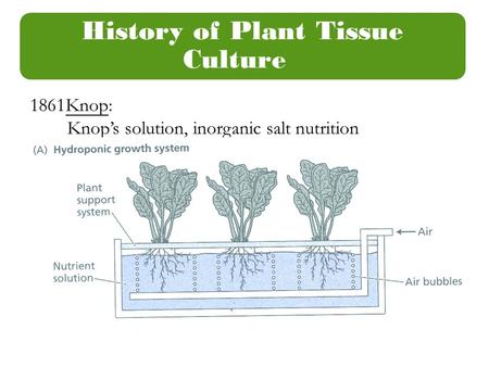 History of Plant Tissue Culture