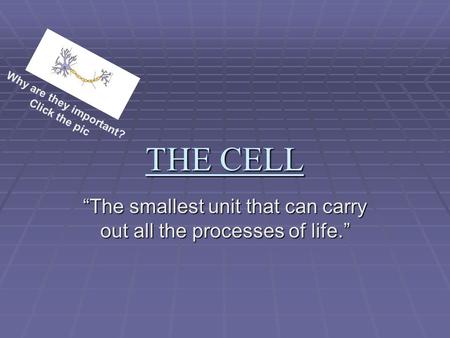 THE CELL “The smallest unit that can carry out all the processes of life.” Why are they important? Click the pic.