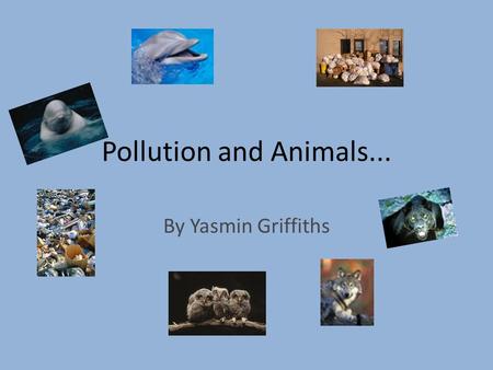 Pollution and Animals... By Yasmin Griffiths. Garbage There is plenty of garbage that pollutes our planet. Like cans, plastic bags, trolleys left in a.