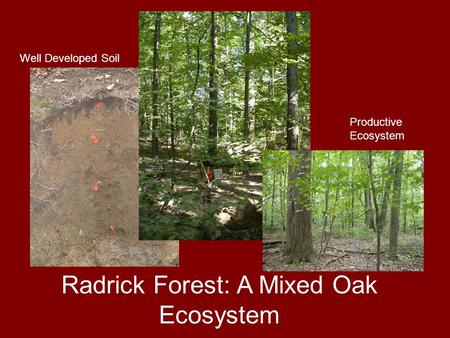 Radrick Forest: A Mixed Oak Ecosystem