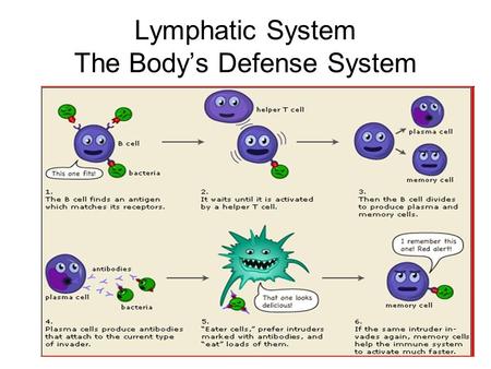 Lymphatic System The Body’s Defense System. Nonspecific Defense First Line of Defense –Skin –Mucous Membrane –Secretions.
