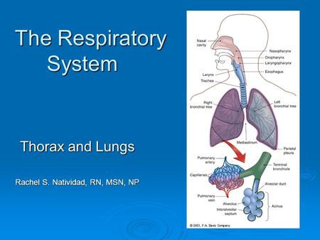 The Respiratory System Thorax and Lungs Rachel S. Natividad, RN, MSN, NP.