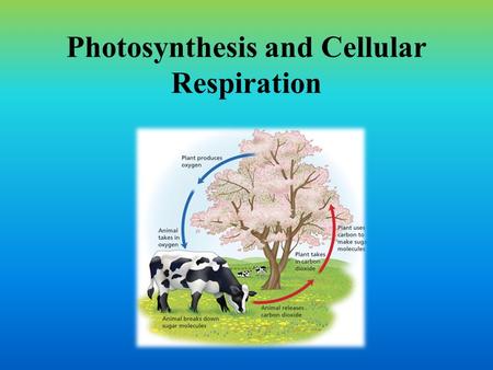 Photosynthesis and Cellular Respiration. Photosynthesis and Cellular respiration Both pathways have to do with the gathering and storing of energy to.