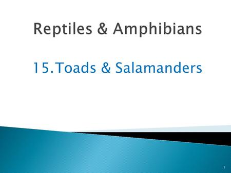 15.Toads & Salamanders 1 Toads are like frogs in some ways 2 Toads lay their eggs in water and their young hatch from the eggs as tadpoles.