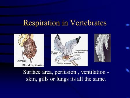 Respiration in Vertebrates Surface area, perfusion, ventilation - skin, gills or lungs its all the same.