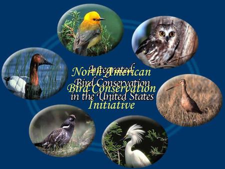 North American Bird Conservation Initiative. What NABCI is A vision — an approach to bird conservation A Forum — for working together to make conservation.