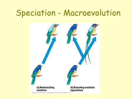 Speciation - Macroevolution. What is a Species? Morphological species Problems?