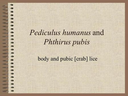 Pediculus humanus and Phthirus pubis