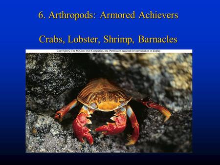 6. Arthropods: Armored Achievers Crabs, Lobster, Shrimp, Barnacles.