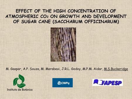 EFFECT OF THE HIGH CONCENTRATION OF ATMOSPHERIC CO 2 ON GROWTH AND DEVELOPMENT OF SUGAR CANE (SACCHARUM OFFICINARUM) M. Gaspar, A.P. Souza, M. Marabesi,