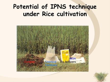 Potential of IPNS technique under Rice cultivation