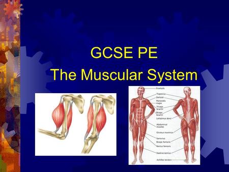 GCSE PE The Muscular System