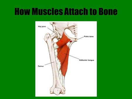 How Muscles Attach to Bone. Introduction Skeletal muscle attaches to bone one of two ways  Indirectly: the epimysium extends past the muscle as a tendon.