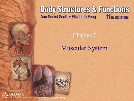 Chapter 7 Muscular System.