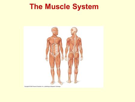 The Muscle System. Muscles Found in every organ of body Three types Skeletal Cardiac Smooth.