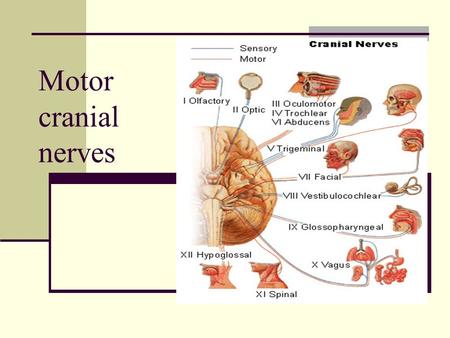 Motor cranial nerves. Cranial nerves are part of the peripheral nervous system. Carry sensory or motor information or a combination and function in parasympathetic.
