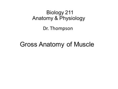 Biology 211 Anatomy & Physiology I Dr. Thompson Gross Anatomy of Muscle.