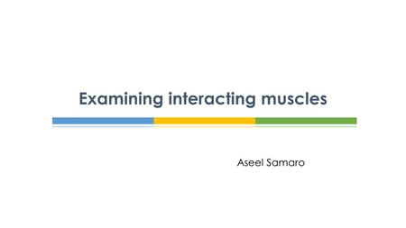 Examining interacting muscles