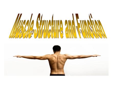 Muscle Structure and Function