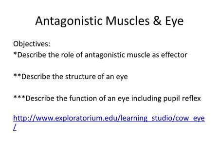 Antagonistic Muscles & Eye Objectives: *Describe the role of antagonistic muscle as effector **Describe the structure of an eye ***Describe the function.