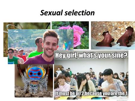 Sexual selection. Sexual selection can drive speciation.