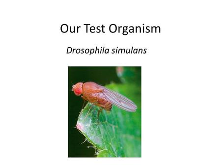 Our Test Organism Drosophila simulans. Trait of Interest Red vs. White Red = advantageous “mutation” Why are red eyes advantageous? Sensory perception.