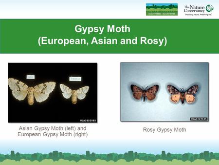 Gypsy Moth (European, Asian and Rosy) Asian Gypsy Moth (left) and European Gypsy Moth (right) Rosy Gypsy Moth.