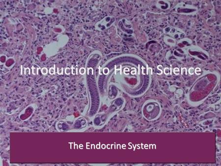 Introduction to Health Science The Endocrine System.