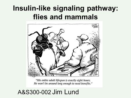 Insulin-like signaling pathway: flies and mammals