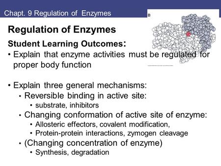 Chapt. 9 Regulation of Enzymes Regulation of Enzymes Student Learning Outcomes : Explain that enzyme activities must be regulated for proper body function.