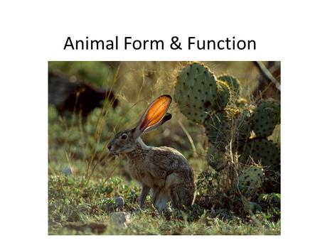 Animal Form & Function.