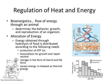 Regulation of Heat and Energy Bioenergetics… flow of energy through an animal – determines the behavior, growth, and reproduction of an organism. Allocation.