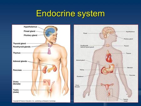 Endocrine system. Hormones Chemicals released by glands of the E.S. into the blood stream. Hormones regulate many bodily functions by sending messages.