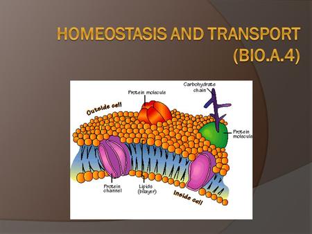 The Balancing Act of Life  Homeostasis – process by which an organisms maintains a relatively stable internal environment  Examples: Thermoregulation.