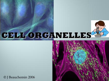 © J Beauchemin 2006.  Organelle= “little organ”  Found only inside eukaryotic cells  All the stuff in between the organelles is cytosol  Everything.