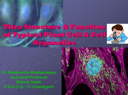 Ultra Structure & Function of Typical Plant Cell & Cell Organelles Dr. Madhumita Bhattacharjee Assiatant Professor Botany Deptt. P.G.G.C.G. -11,Chandigarh.