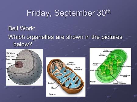 Friday, September 30 th Bell Work: Which organelles are shown in the pictures below?