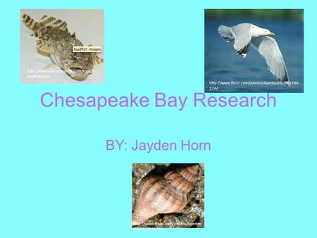 Chesapeake Bay Research BY: Jayden Horn  374/  toadfish.aspx.