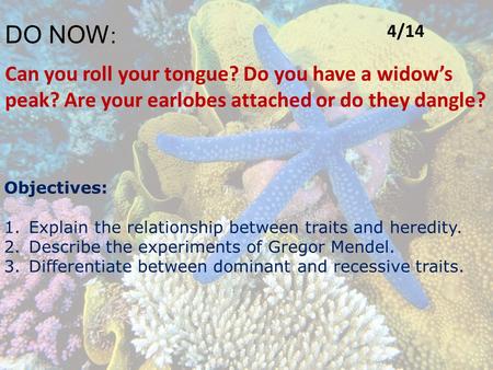 DO NOW : Can you roll your tongue? Do you have a widow’s peak? Are your earlobes attached or do they dangle? Objectives: 1.Explain the relationship between.