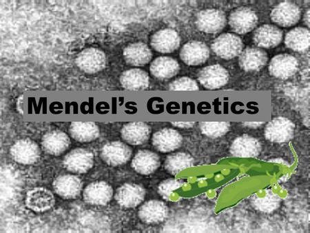 Mendel’s Genetics.